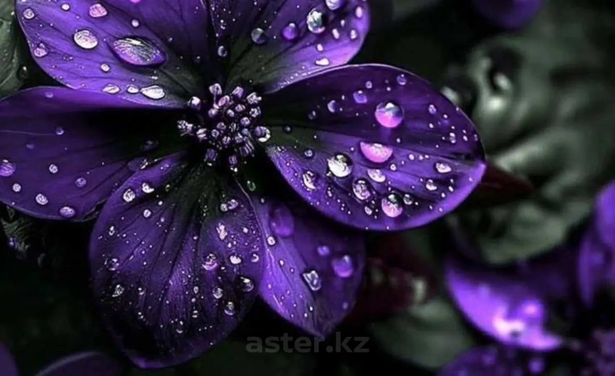 Пользователь aster.kz